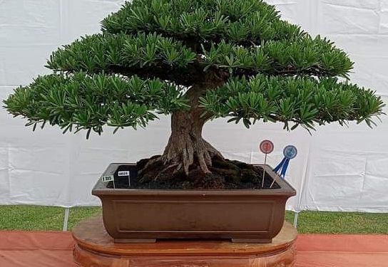 Karnaval dan Kontes Bonsai Hadirkan 550 Tanaman           
