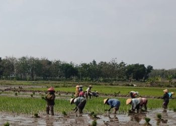32 Hektar Masuki Musim Tanam ketiga, Petani Yakin Hasil Panen Maksimal Ditengah Kemarau