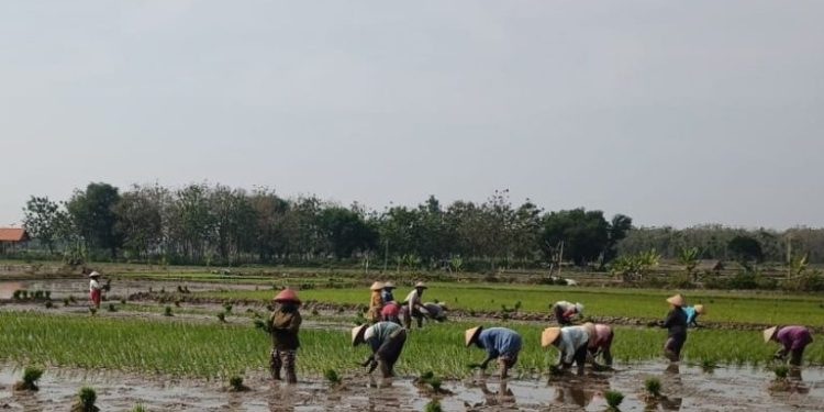 32 Hektar Masuki Musim Tanam ketiga, Petani Yakin Hasil Panen Maksimal Ditengah Kemarau