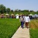 Wisata Baru Sawah Bengkok di Desa Mantingan Diresmikan