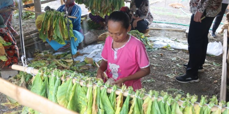 Petani Tembakau Segera Diusulkan Bantuan Ke Pemerintah Pusat