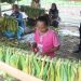 Petani Tembakau Segera Diusulkan Bantuan Ke Pemerintah Pusat