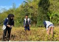 Warga Panen Kacang Hijau, KKN UMK Desa Degan Turun Ke Sawah